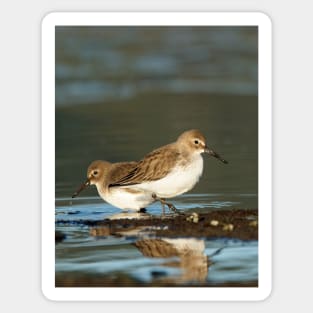 Dunlin Double Sticker